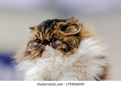 Close Up Of Pure Breed Cat At Pet Show