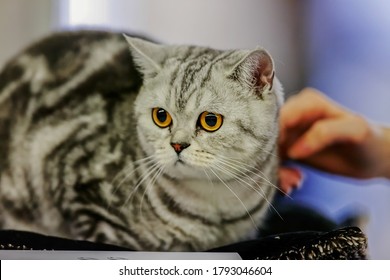 Close Up Of Pure Breed Cat At Pet Show