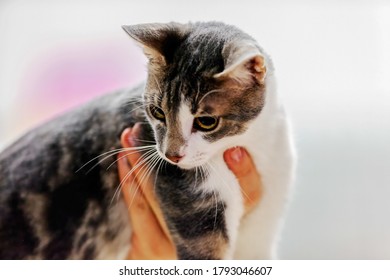 Close Up Of Pure Breed Cat At Pet Show