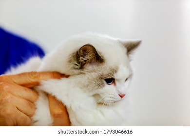 Close Up Of Pure Breed Cat At Pet Show