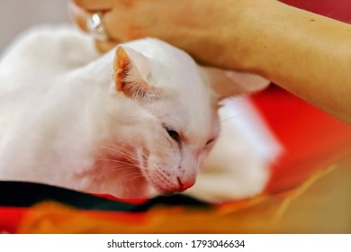 Close Up Of Pure Breed Cat At Pet Show