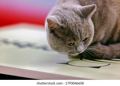 Close Up Of Pure Breed Cat At Pet Show