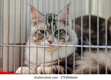 Close Up Of Pure Breed Cat At Pet Show