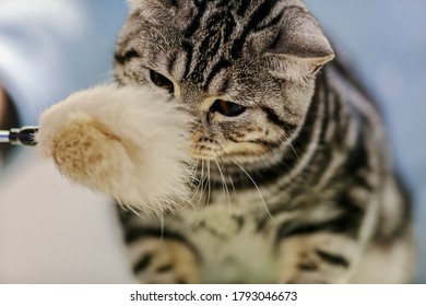 Close Up Of Pure Breed Cat At Pet Show