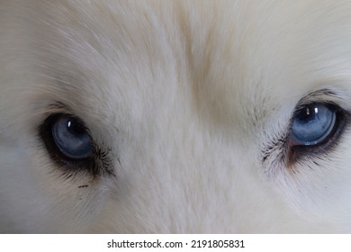 Close Up Of Pure Breed White Husky