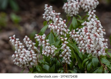 Pieris Japonica Images Stock Photos Vectors Shutterstock