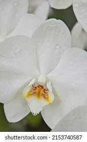 A Close Up Of A Pure White Orchid At Manito Park In Spokane, Washington.