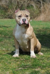 Close Up Of Purebred Blue Nose Female Fawn American Bully Canine Sitting On Grass At Dog Friendly Gardiner County Park 
