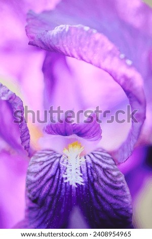 Close up of purple bearded iris (Iris Germanica) flower with pistils and stigmata ready for pollination. Blooming spring wallpaper.