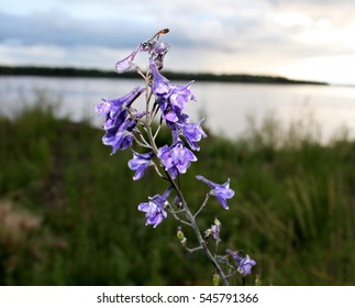 Close Up Of Purple Blue Larkspur With Dragon Fly Along Yukon River In Midnight Sun  