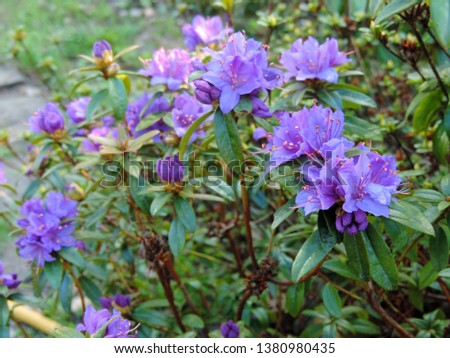 Close up of the purple, blue, violet rhododendron 'Blue Tit' flowers in full bloom. Poland, Europe