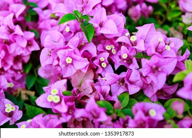 Bougainvillea Flowers Texture Background Red Flowers Stock Photo ...