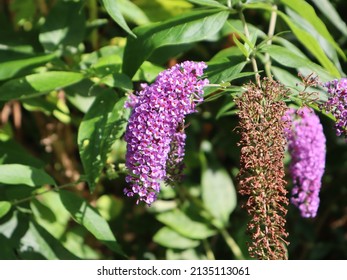 Close up of purple Buddleja davidii or summer lilac flower sprays with one dying back to seeds