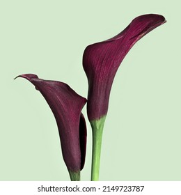 Close Up Purple Calla Lily Flowers On Pastel Green Background. Minimal Floral Backdrop. Aesthetic Beauty Blossoming Flower, Holiday Flowery Card. Fresh Red Blooms Calla Lilies, Side View, Copy Space