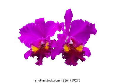 16,270 fotos de Orquidea cattleya - Fotos, imágenes y otros productos  fotográficos de stock | Shutterstock