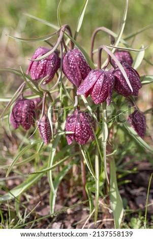 Close up of a purple colored snake's head flower, Fritillaria meleagris in spring garden.