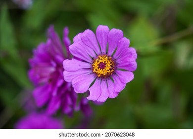 19,518 Purple Zinnia Background Images, Stock Photos & Vectors