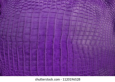 616 Alligator belly Images, Stock Photos & Vectors | Shutterstock