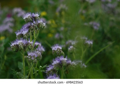 Close Up Of Purple Field Scabius Flower In Summer 