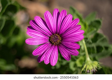 A close up of a purple flower with a green stem. The flower is the main focus of the image and it is surrounded by green leaves. The flower is in full bloom and it looks vibrant and healthy - Powered by Shutterstock