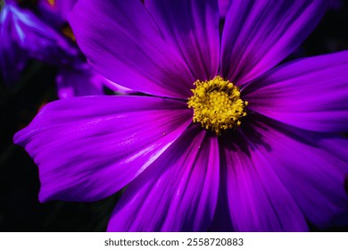 A close up of a purple flower with a yellow center. The flower is in full bloom and has a bright, cheerful appearance - Powered by Shutterstock