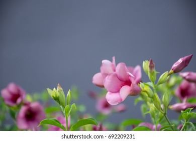 Close up purple flowers or Bignonia flowers in the garden with gray background - Shutterstock ID 692209231