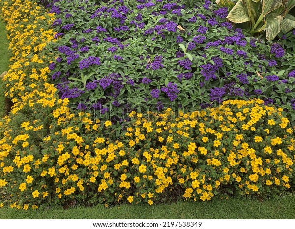Close up purple flowers of Heliotropium Scentropia and yellow flowers of Bidens Golden Glory annual bedding plants seen in the garden in late summer.
