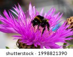 Close up of a purple fower and a bumble bee
