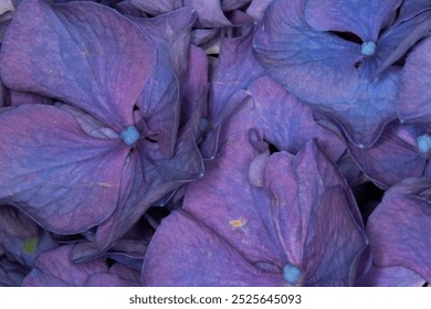 Close up purple hydrangea flower background - Powered by Shutterstock