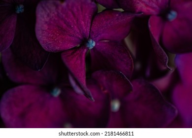 Close up of purple hydrangea flowers - Powered by Shutterstock