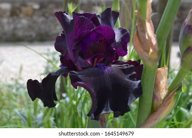 Close up of a purple iris