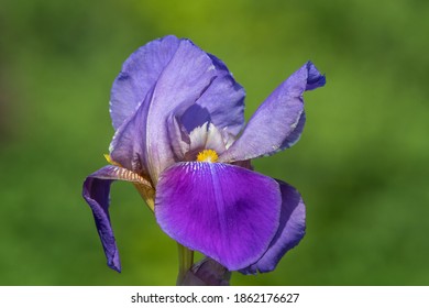 Close Up Of A Purple Iris Flower With A Green Background