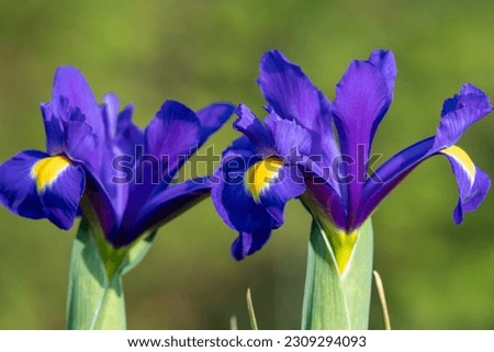 Close up of purple iris flowers in bloom