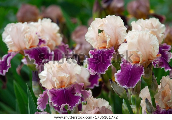 Close up of purple iris flowers. Lot of\
irises. Large cultivated flowers of bearded iris (Iris germanica).\
White and violet iris flowers are growing in\
garden