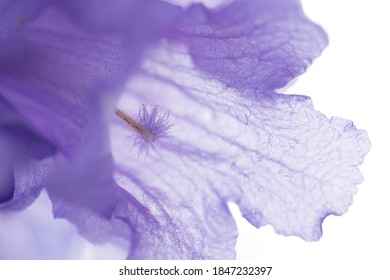 Close up purple Jacaranda transparent petals. Artistic Macro photography.  