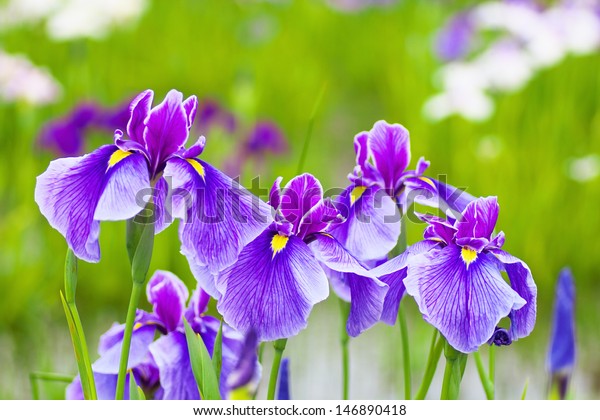 Close up of purple\
Japanese iris flowers