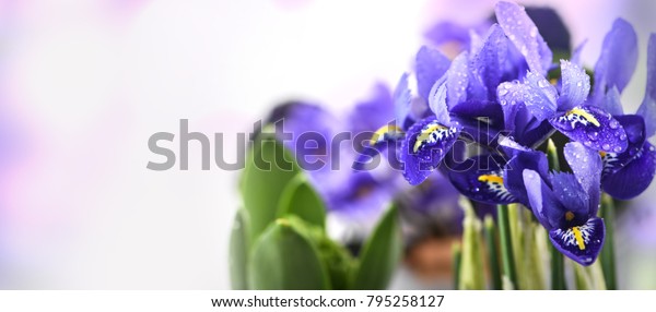 Close up of purple
Japanese iris flowers
