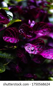 close up of a purple leaf