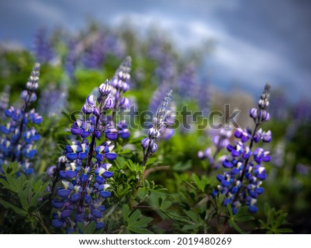 Close up of a purple lupine flowers, Lupinus polyphyllus, blurred background. Iceland. 
