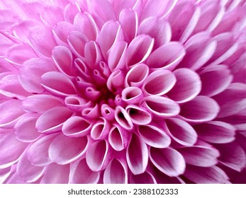 Close up purple, pink chrysanthemum petals - Powered by Shutterstock