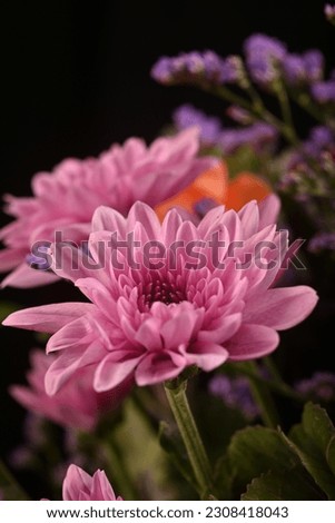 A Close up of a purple pink flower in a studio setup using a shallow depth of field to give it a dreamy effect, inspirational as flowers always bloom when the sun is out