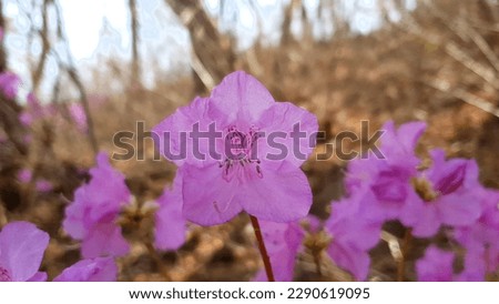 Close up of a purple 'rhododendron mucronulatum' flower against a bright nature background.