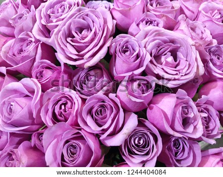 Close up of purple roses flower bouquet.