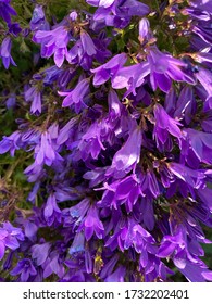 Close Up Of Purple Serbian Bellflower 