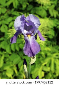 Close Up Of A Purple Sweet Iris, Scotland
