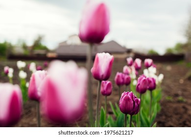 Close Up Of Purple Tulips Growing In Spring Garden. Purple Flag And Argos Variety. Flowers Blooming On Flowerbed In May