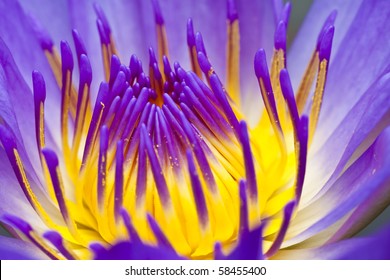 Close Up Purple Water Lily