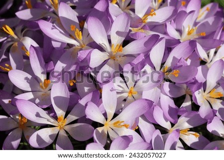 Close up of purple and white crocuses in spring sunshine