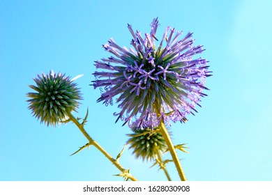 close up of a purple wildflower on blue backround - Shutterstock ID 1628030908