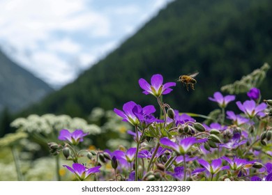 Close up of purple Wood Crane’s-bill and honey bee in green alpine Aosta Valley (Valle d’Aosta), Italy with out of focus snowcapped mountains of Gran Paradiso National Park in background